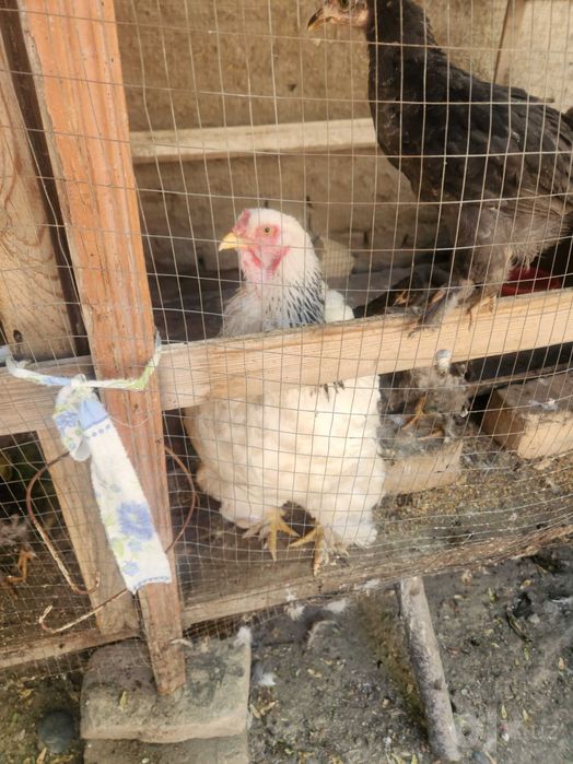 Brama tovuq (2ta)