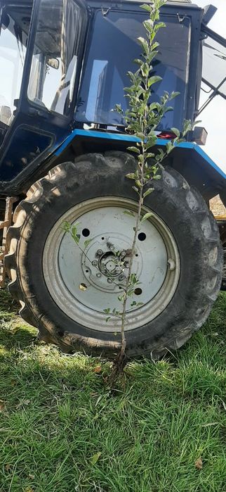 Продам саженцы  яблони