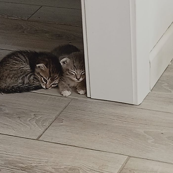Отдам котят бесплатно