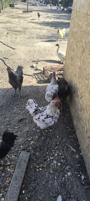 Cocosi austrolorp de vanzare