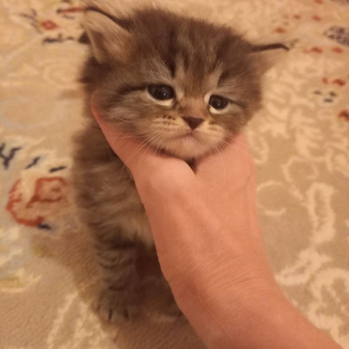 Британский котёнок мальчик 1 мес