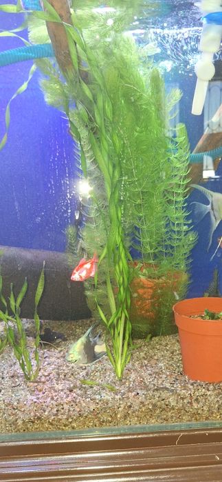 Аквариумные растения