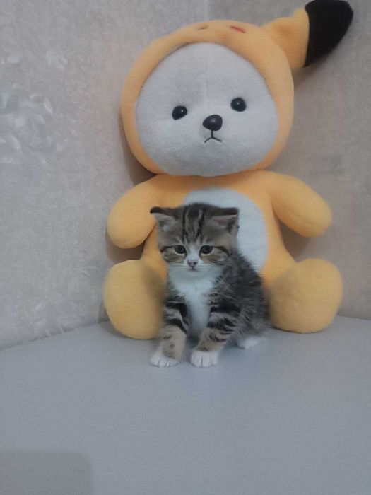 Продам породистых котят