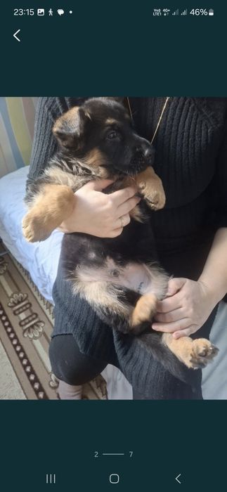 Немецкий щенки овчарки