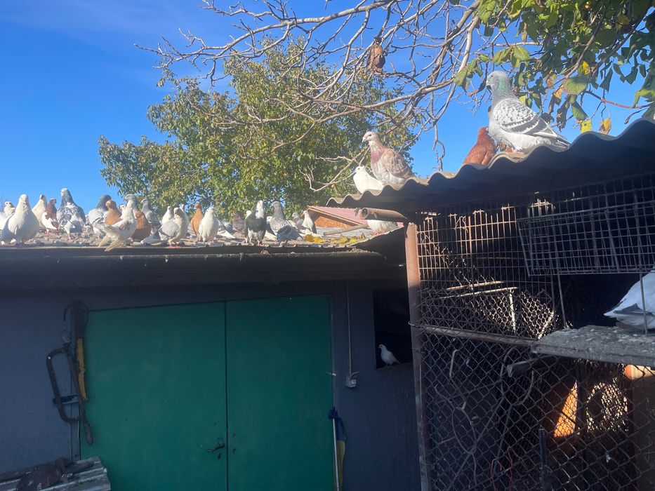 Porumbei de vânzare