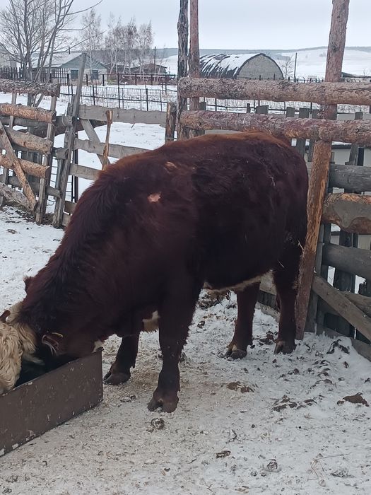 Белоголовый бык .