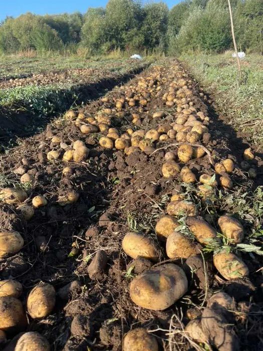 Картоф Сорая в с. Ковачевци