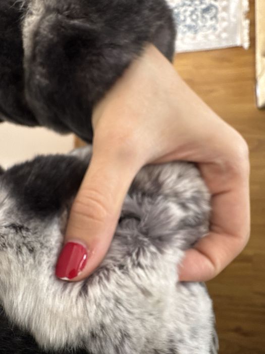 Длинная шуба из шиншиллы