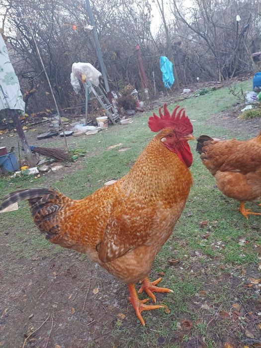 Dau  cocos tanar din imagine  la  schimb cu gaina, cocos rasa kabir