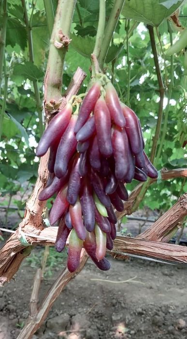 Halloween vita de vie