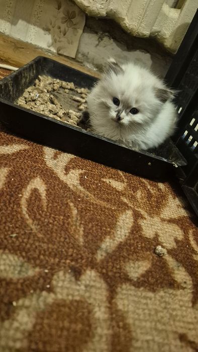 Отдам котенка, девочка.