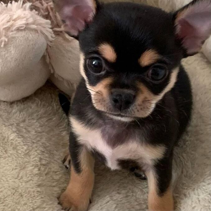 В Продаже Щенки Чихуахуа