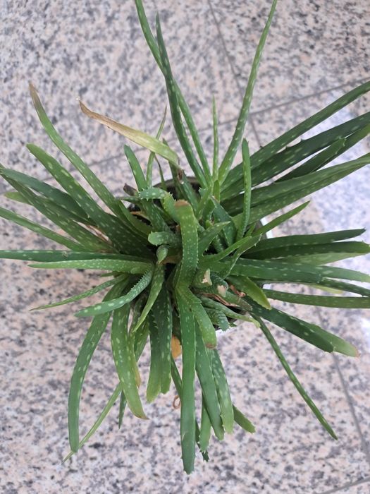 Алое вера растение