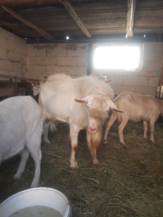 Vand capre foarte bune