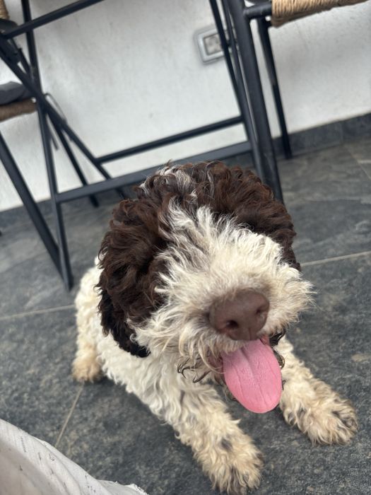 Lagotto romagnolo