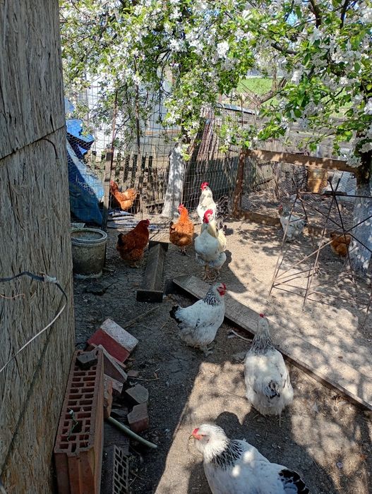 Vând ouă pentru incubat