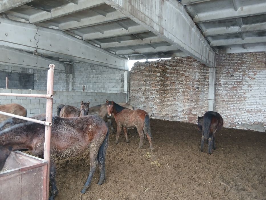 Откормда тұрған 1 жасар жабағылар