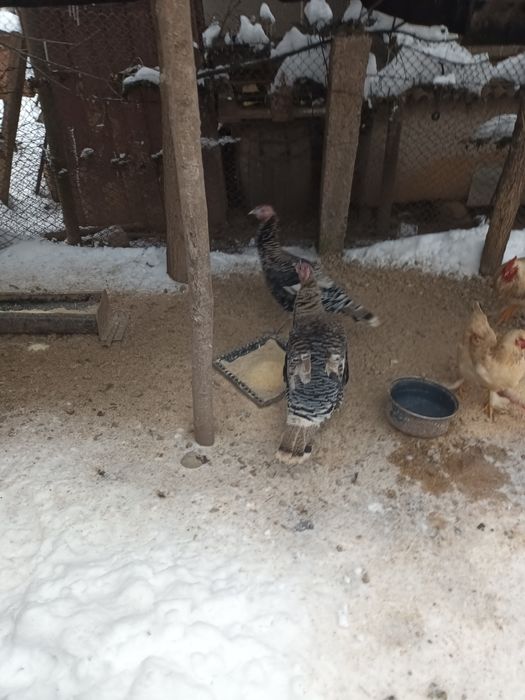 Curci de casa din mai