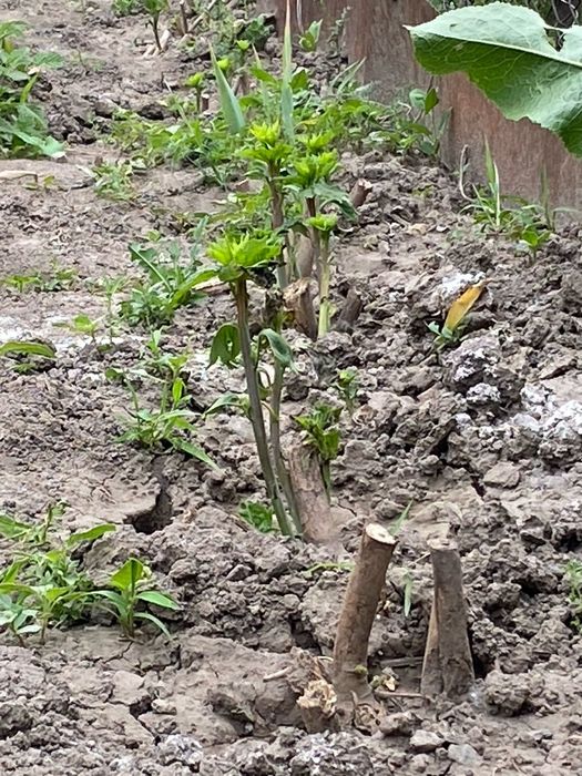 Продам саженцы гибискус