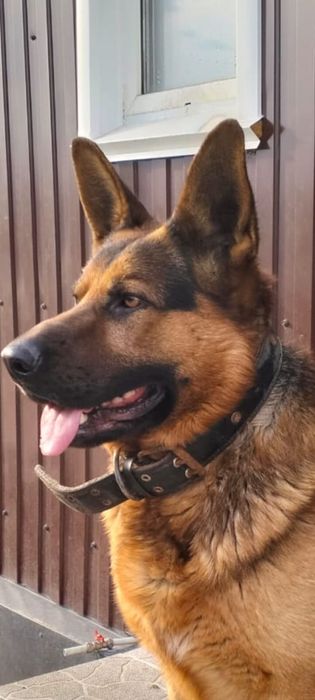 Щенки немецкой овчарки