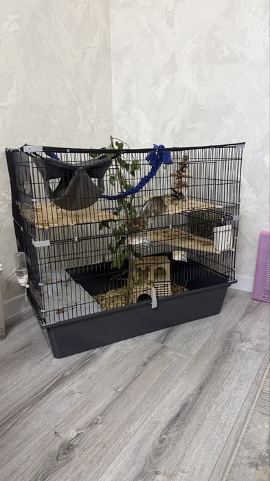 Продам белку Дегу с клеткой
