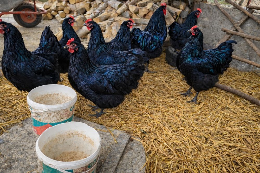 Australorp talie mare
