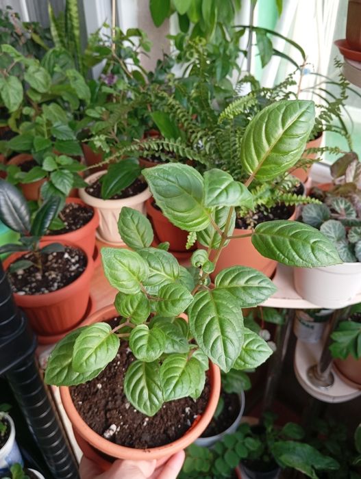 Продам комнатные растения