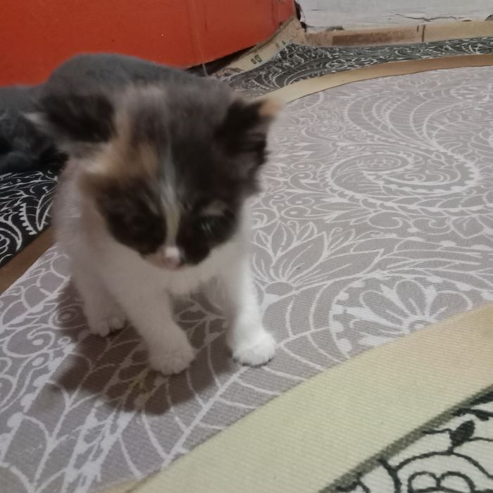 Шотландский вислоухие