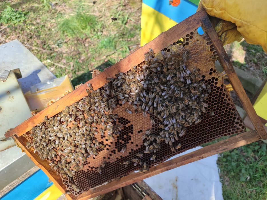 Пчелни семейства без кошери