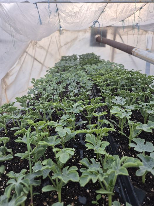 Răsaduri pepene verde/pepene galben