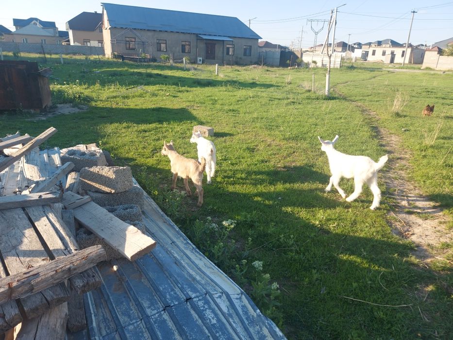 Лақтар продаётся 3