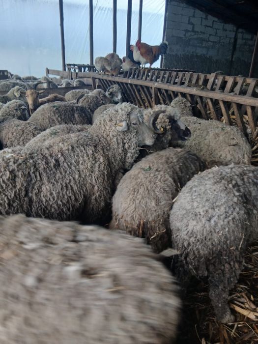 Oi reforma, 500 negociabil