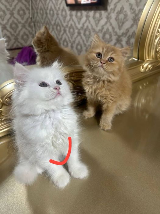 котята турк ангора