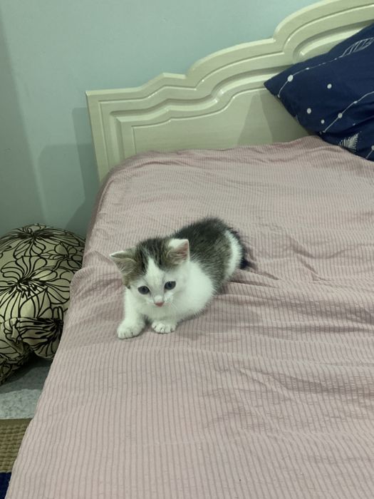 Отдам котенка в добрые руки