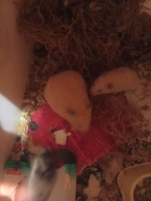 Сирийские хомяки