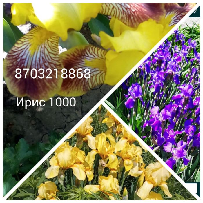 Продам многолетние цветы