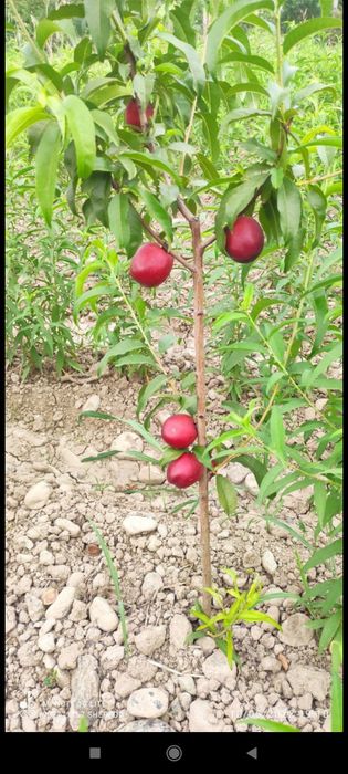 Daraxt kesish shakil berish