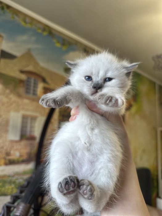 Котята-полу шотландцы
