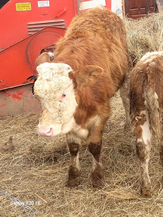 Vitica baltata românească frumoasa 6 luni  din vaci bune de lapte