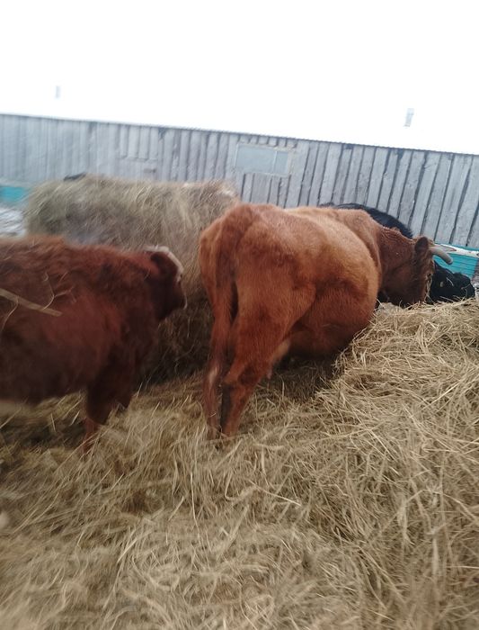 Продам стельных коров