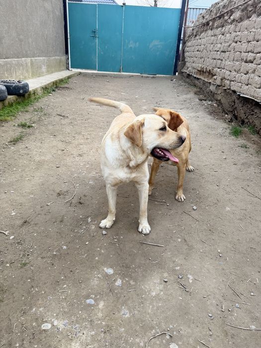 Продам собаку лабродор