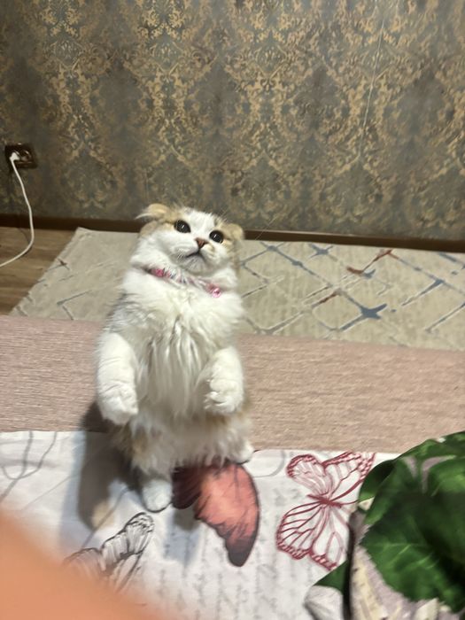кошка в добрые руки