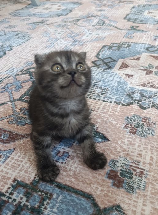 Продаются вислоухие котята!