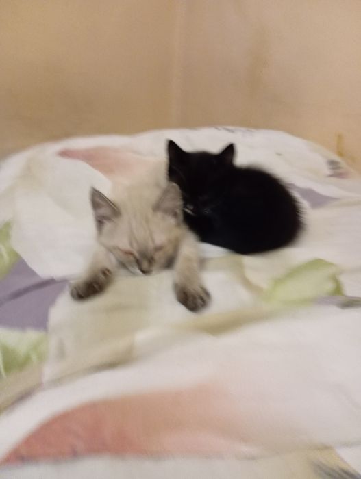 Отдам котят в добрые руки