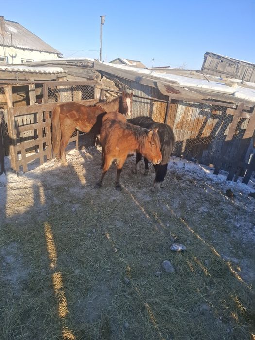 Продам лошадей 500