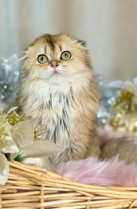 Котята с документами