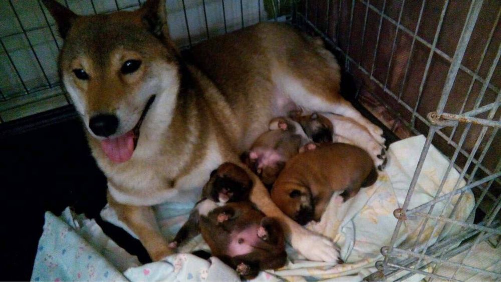 Собачки сиба ину