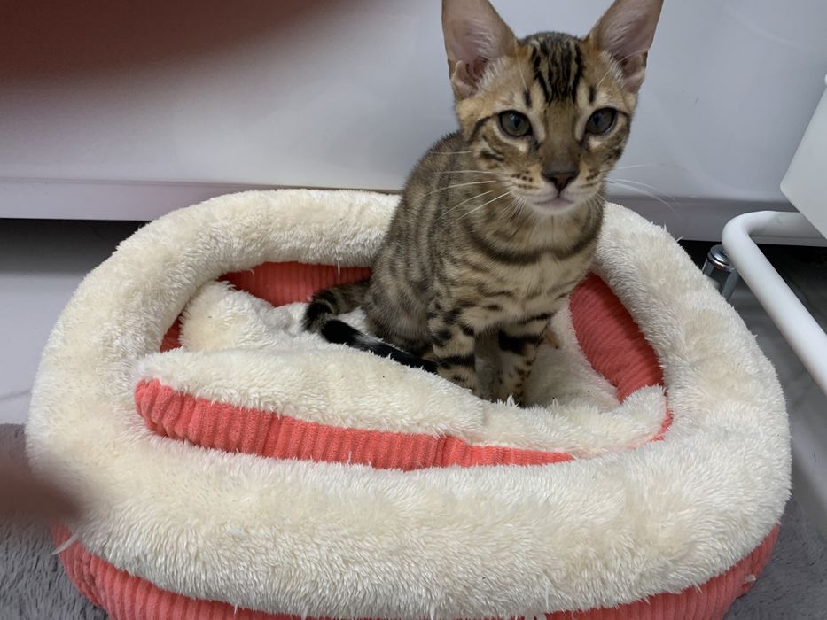 Бенгальский котёнок