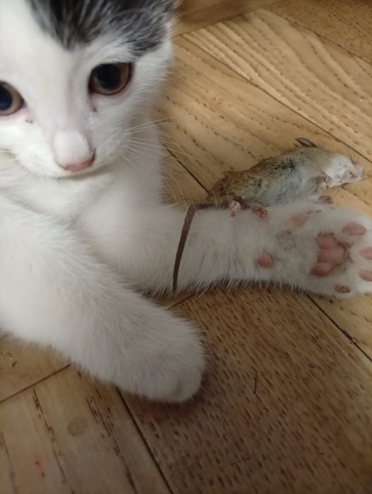 отдадим котят в хорошие  руки
