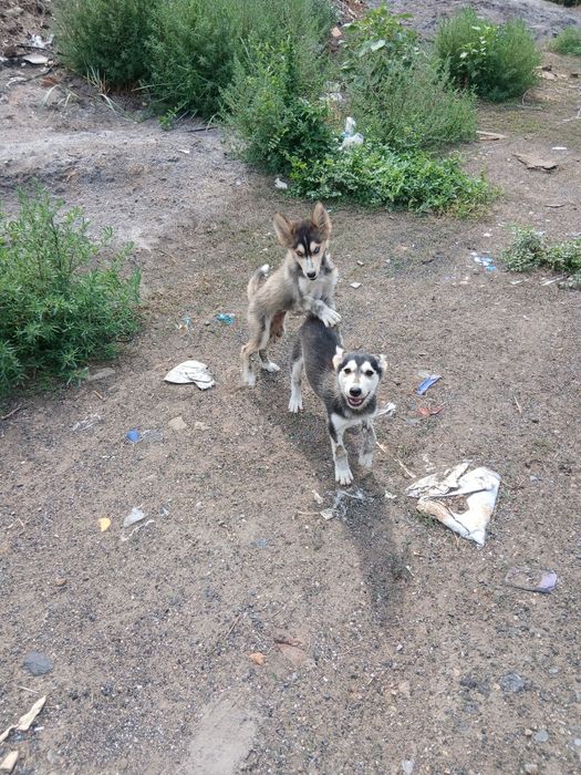 Продам шенки сиврскйи хаски